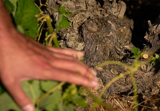 Raices vides Prímula